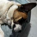   : Cujo