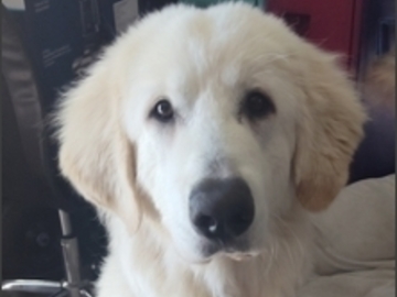   : Dakota