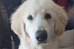   : Dakota