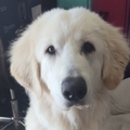   : Dakota