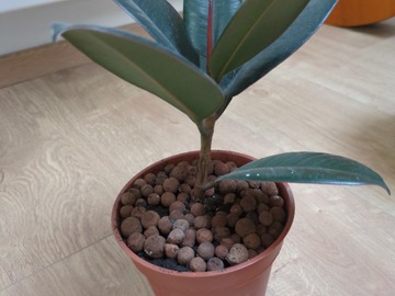 Don: Don d'une monstera, d'un ficus, un dracaena et une l de bm