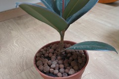 Giving away: Don d'une monstera, d'un ficus, un dracaena et une l de bm