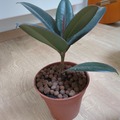 Giving away: Don d'une monstera, d'un ficus, un dracaena et une l de bm