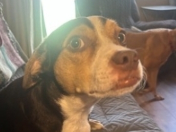   : Bruno