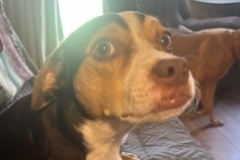   : Bruno