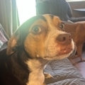   : Bruno