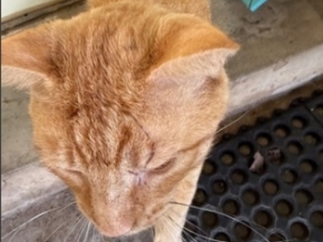   : Orange Boy