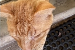   : Orange Boy