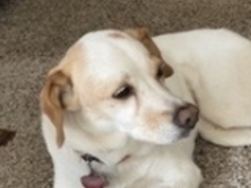   : Lily