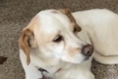   : Lily