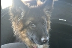   : Lucy 