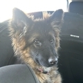   : Lucy 