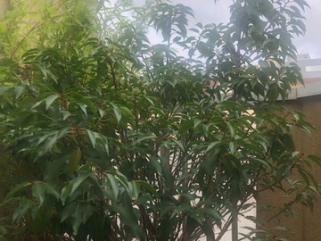 Vente: Beau laurier du Portugal Myrtifolia