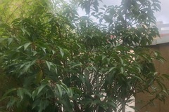 Vente: Beau laurier du Portugal Myrtifolia
