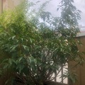 Vente: Beau laurier du Portugal Myrtifolia