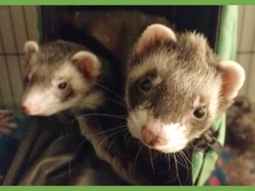  : Fifi and Zuko