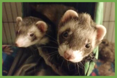  : Fifi and Zuko