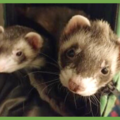  : Fifi and Zuko