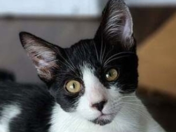   : Mimi
