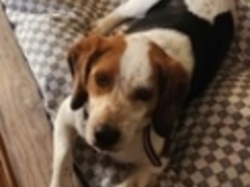  : Scout