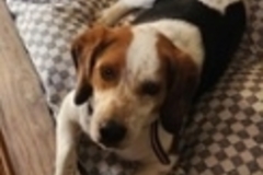   : Scout
