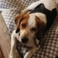   : Scout