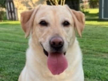   : Nala 