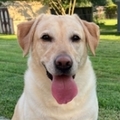   : Nala 