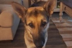   : Rufus