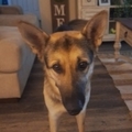  : Rufus