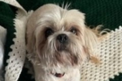   : Cooper
