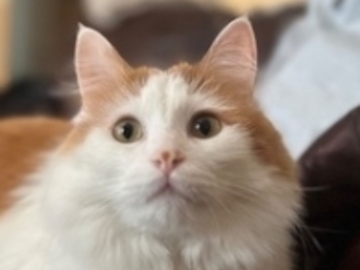  : Goose