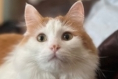   : Goose