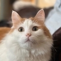   : Goose