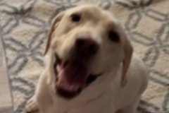  : Macy