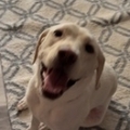   : Macy