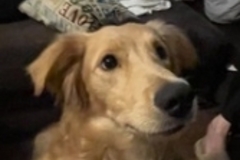   : Drako