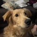   : Drako