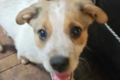   : Jade, Teddy, Dash, Betsy, and Scout