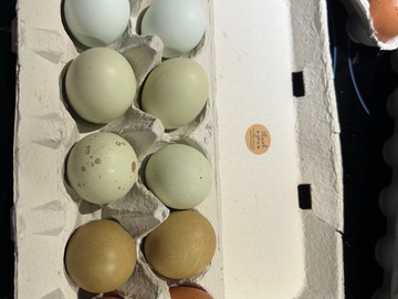 Selling with online payment: Farm Fresh Free Range Chicken Eggs (Topeka, KS)