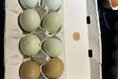 Selling with online payment: Farm Fresh Free Range Chicken Eggs (Topeka, KS)