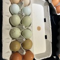 Selling with online payment: Farm Fresh Free Range Chicken Eggs (Topeka, KS)