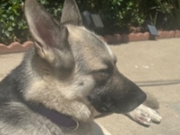   : Maya