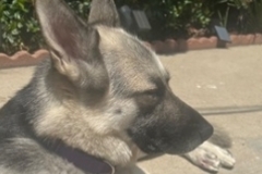   : Maya