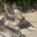  : Maya