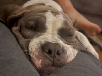   : Murphy
