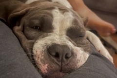   : Murphy