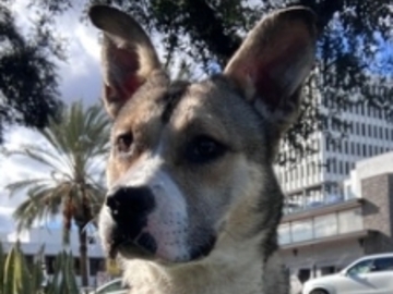  : Willow 