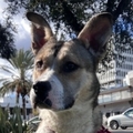   : Willow 
