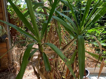 Don: Donne Yucca
